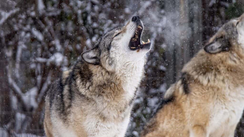 FOCUSED: Destination Africa — Calgary Zoo Photography Event