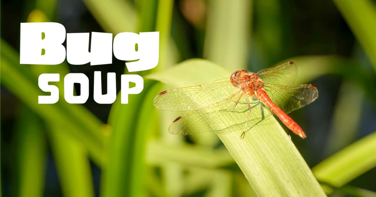 Bug Soup